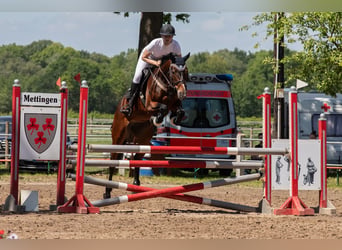 Holsteiner, Merrie, 5 Jaar, 167 cm, Bruin