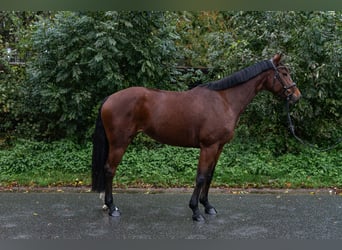 Holsteiner, Merrie, 5 Jaar, 167 cm, Bruin