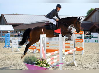 Holsteiner, Merrie, 5 Jaar, 167 cm, Bruin