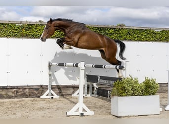 Holsteiner, Merrie, 5 Jaar, 167 cm, Bruin