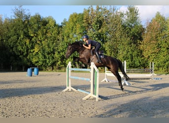 Holsteiner, Merrie, 5 Jaar, 167 cm, Zwart
