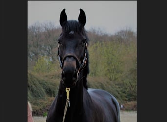 Holsteiner, Merrie, 5 Jaar, 167 cm, Zwartbruin