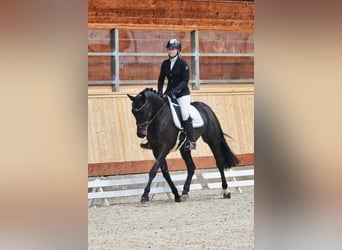 Holsteiner, Merrie, 5 Jaar, 167 cm, Zwartbruin