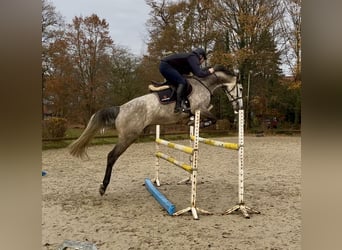 Holsteiner, Merrie, 5 Jaar, 168 cm, Appelschimmel