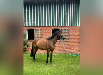 Holsteiner, Merrie, 5 Jaar, 168 cm, Brauner