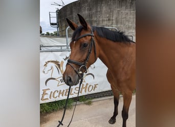 Holsteiner, Merrie, 5 Jaar, 168 cm, Bruin