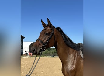 Holsteiner, Merrie, 5 Jaar, 168 cm, Bruin