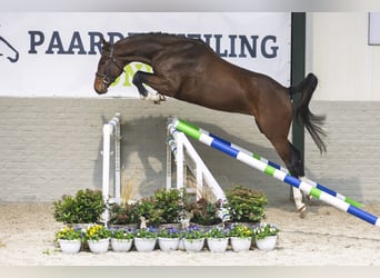 Holsteiner, Merrie, 5 Jaar, 168 cm, Bruin