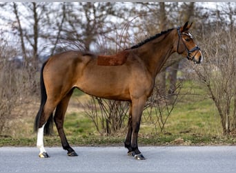 Holsteiner, Merrie, 5 Jaar, 168 cm, Lichtbruin