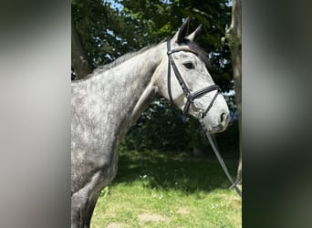 Holsteiner, Merrie, 5 Jaar, 168 cm
