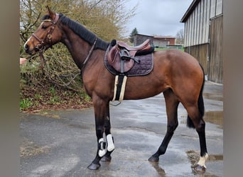 Holsteiner, Merrie, 5 Jaar, 169 cm, Brauner
