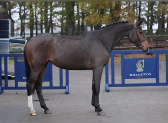 Holsteiner, Merrie, 5 Jaar, 169 cm, Bruin