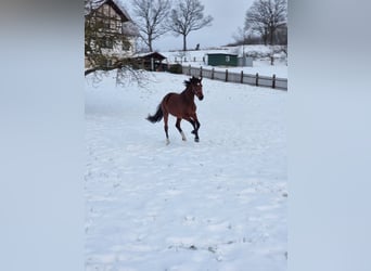 Holsteiner, Merrie, 5 Jaar, 169 cm, Bruin