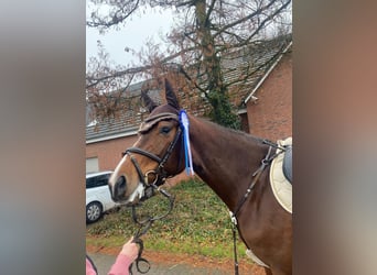 Holsteiner, Merrie, 5 Jaar, 169 cm, Bruin