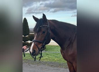 Holsteiner, Merrie, 5 Jaar, 169 cm, Bruin