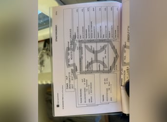 Holsteiner, Merrie, 5 Jaar, 169 cm, Schimmel