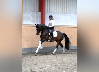 Holsteiner, Merrie, 5 Jaar, 169 cm, Zwartbruin
