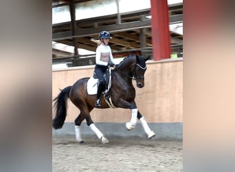 Holsteiner, Merrie, 5 Jaar, 169 cm, Zwartbruin