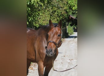 Holsteiner, Merrie, 5 Jaar, 170 cm, Donkerbruin