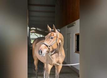 Holsteiner, Merrie, 5 Jaar, 170 cm, Donkerbruin