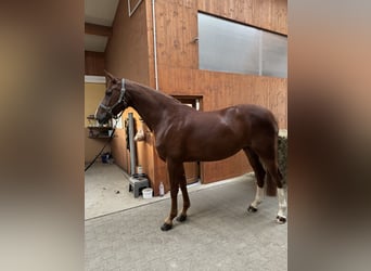 Holsteiner, Merrie, 5 Jaar, 170 cm, Vos