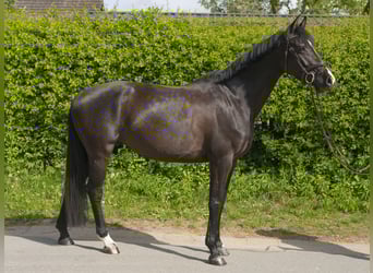 Holsteiner, Merrie, 5 Jaar, 170 cm, Zwart