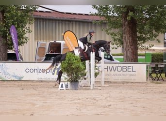 Holsteiner, Merrie, 5 Jaar, 170 cm, Zwartschimmel