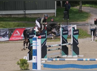 Holsteiner, Merrie, 5 Jaar, 170 cm, Zwartschimmel