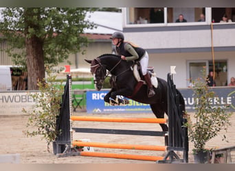 Holsteiner, Merrie, 5 Jaar, 170 cm, Zwartschimmel