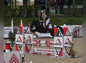 Holsteiner, Merrie, 5 Jaar, 170 cm, Zwartschimmel