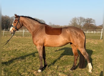 Holsteiner, Merrie, 5 Jaar, 171 cm, Bruin