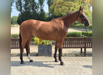 Holsteiner, Merrie, 5 Jaar, 171 cm, Bruin