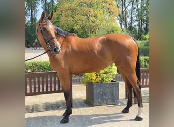Holsteiner, Merrie, 5 Jaar, 171 cm, Bruin