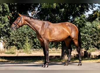 Holsteiner, Merrie, 5 Jaar, 172 cm, Bruin