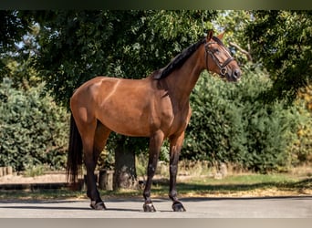 Holsteiner, Merrie, 5 Jaar, 172 cm, Bruin