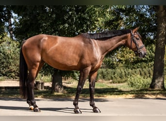 Holsteiner, Merrie, 5 Jaar, 172 cm, Bruin