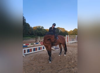 Holsteiner, Merrie, 5 Jaar, 172 cm, Bruin