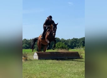 Holsteiner, Merrie, 5 Jaar, 172 cm, Bruin