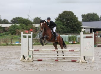 Holsteiner, Merrie, 5 Jaar, 172 cm, Bruin