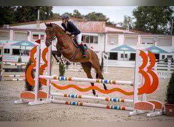 Holsteiner, Merrie, 5 Jaar, 172 cm, Bruin