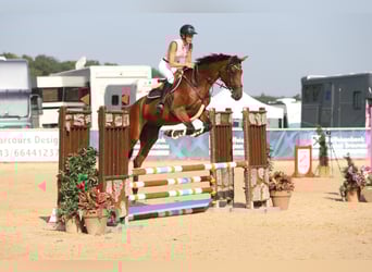 Holsteiner, Merrie, 5 Jaar, 172 cm, Bruin