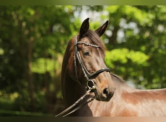 Holsteiner, Merrie, 5 Jaar, 172 cm, Donkerbruin