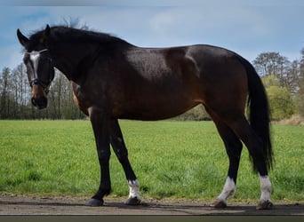 Holsteiner, Merrie, 5 Jaar, 172 cm, Donkerbruin