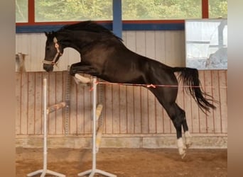 Holsteiner, Merrie, 5 Jaar, 172 cm, Zwart
