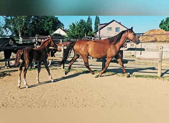 Holsteiner, Merrie, 5 Jaar, 173 cm, Donkere-vos