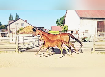 Holsteiner, Merrie, 5 Jaar, 173 cm, Donkere-vos