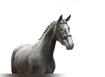 Holsteiner, Merrie, 5 Jaar, 173 cm, Schimmel