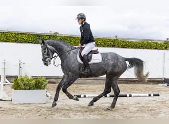 Holsteiner, Merrie, 5 Jaar, 173 cm, Schimmel