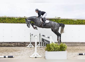 Holsteiner, Merrie, 5 Jaar, 173 cm, Schimmel