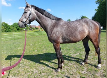 Holsteiner, Merrie, 5 Jaar, 174 cm, Appelschimmel